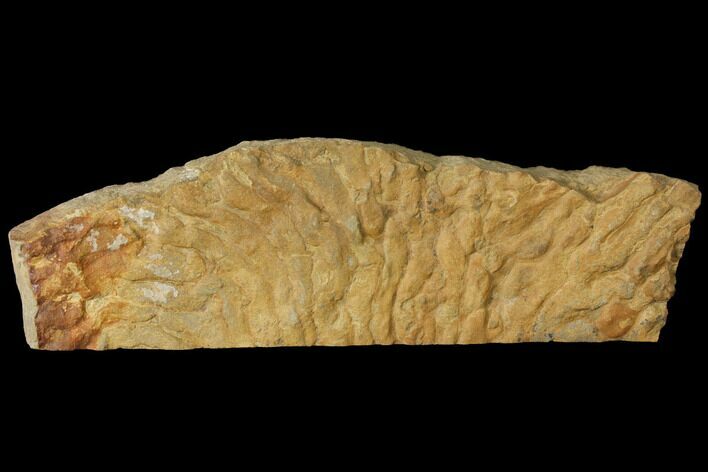 Pennsylvanian, Fossil Microbial Mat - Oklahoma #114062